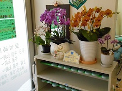 当院玄関にある胡蝶蘭の写真